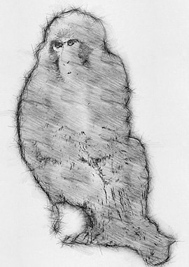 Moneky Sketch Drawing Arts