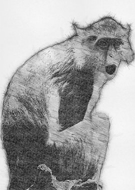 Moneky Sketch Drawing Arts