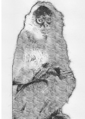 Moneky Sketch Drawing Arts