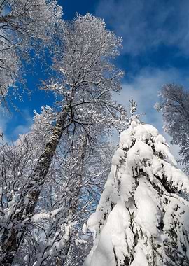 Fantastic winter landscape