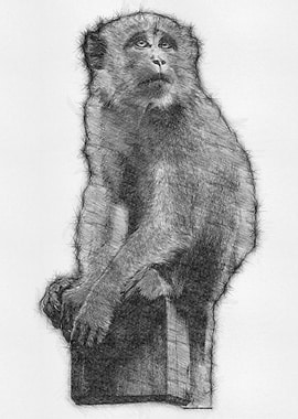 Monkey Pencil Sketch Draw