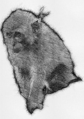 Monkey Pencil Sketch Draw