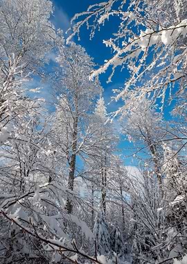 Fantastic winter landscape