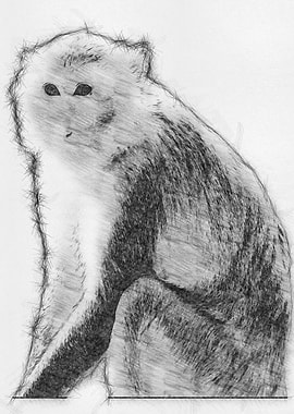 Monkey Pencil Sketch Draw