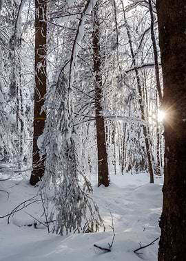 Fantastic winter landscape