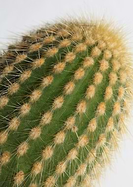 Cactus close up background