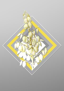 Gray Adams Needle Flower