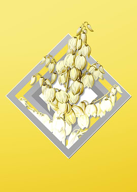 Gray and Yellow Aloe Yucca