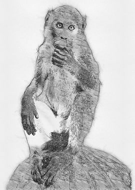 Monkey Pencil Sketch Art