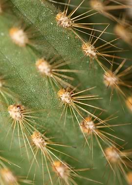 Cactus close up background