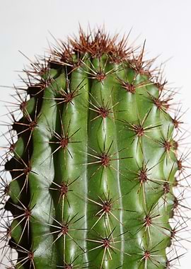 Cactus close up background