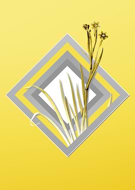 Gray and Yellow Bermudiana