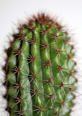 Cactus close up background