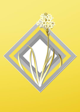 Yellow Arabian Starflowers