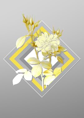 Gray Damask Rose Flower