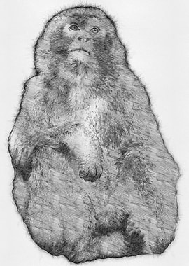 Monkey Pencil Sketch Art