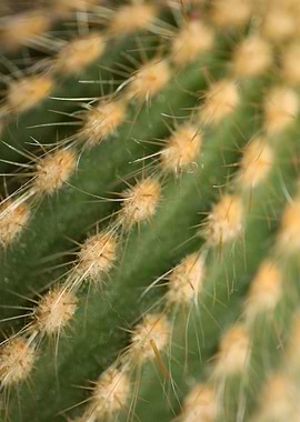 Cactus close up background