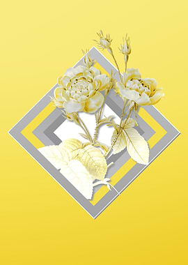 Yellow Anemone Rose Flora