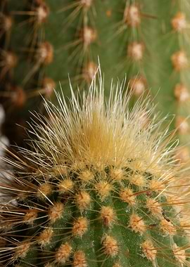 Cactus close up background