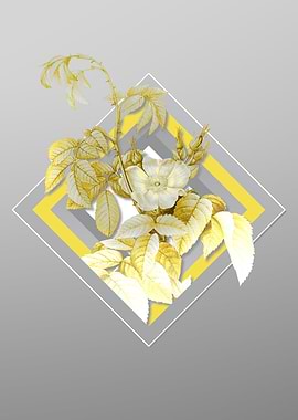 Gray Apple Rose Flowers