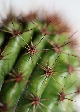 Cactus close up background