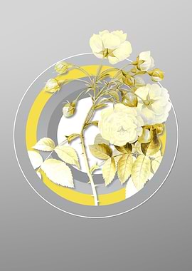 Gray and Yellow Flowers