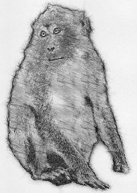 Monkey Pencil Sketch Art