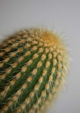 Cactus close up background