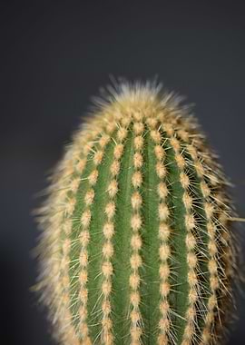 Cactus close up background