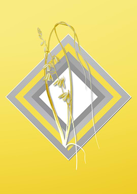 Gray and Yellow Albuca