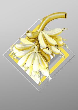 Gray and Yellow Banana