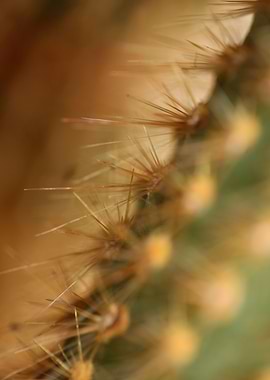 Cactus close up background