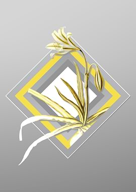 Gray and Yellow Amaryllis