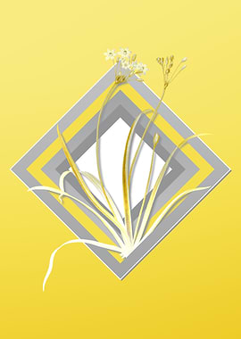 Gray and Yellow Flower