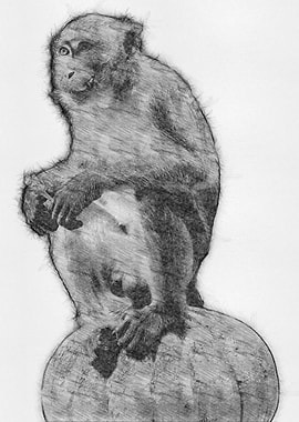 Monkey Pencil Sketch Art