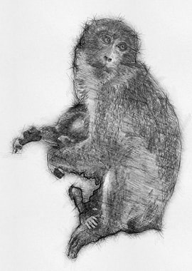 Monkey Pencil Sketch Arts