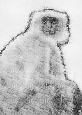 Monkey Pencil Sketch Arts