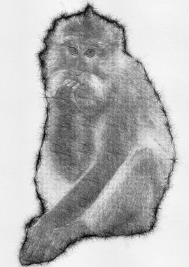 Monkey Pencil Sketch Arts