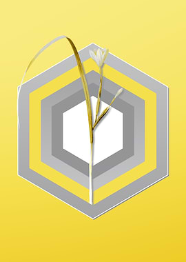 Yellow Cape Tulip Flower