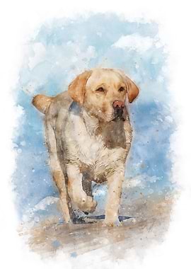 Lab on the beach