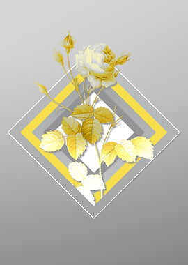 Gray Provence Rose Flower