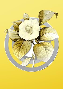 Yellow Japanese Camelia