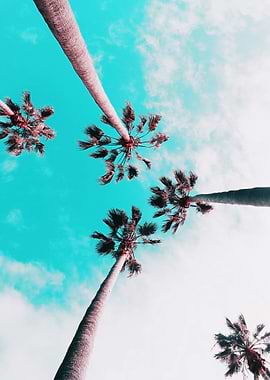 palm trees