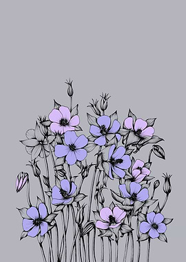 The flowers of Aquilegia