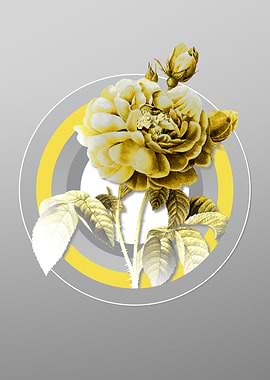 Gray and Yellow Rose Flora