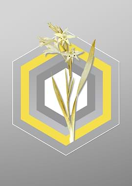 Gray and Yellow Gladiolus