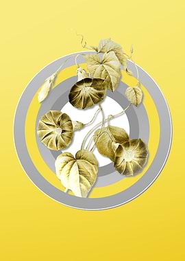 Yellow Morning Glory Flora