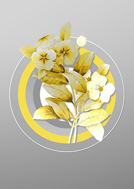 Gray and Yellow Periwinkle