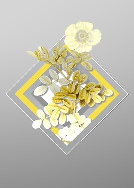 Gray Macartney Rose Flower