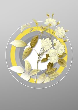 Gray Lady Banks Rose Flora